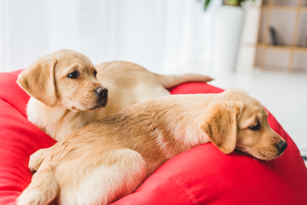 Closeup view of two beige puppies lying on red bag chair - Foto, Imagen
