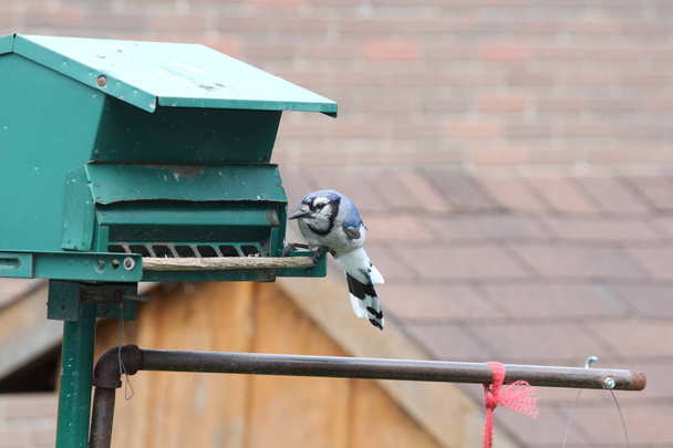 Blue Jay alla ricerca di semi in un mangiatoia per uccelli
. - Foto, immagini