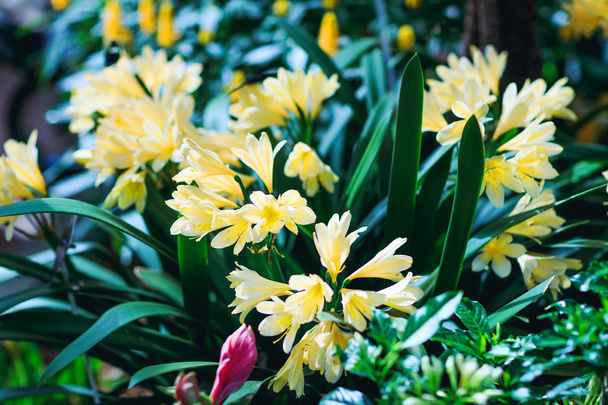 Hermosos azafranes amarillos en primavera. Mejor imagen de la decoración floral amarilla. Gran primer plano de flores de azafrán amarillo en el jardín
. - Foto, Imagen