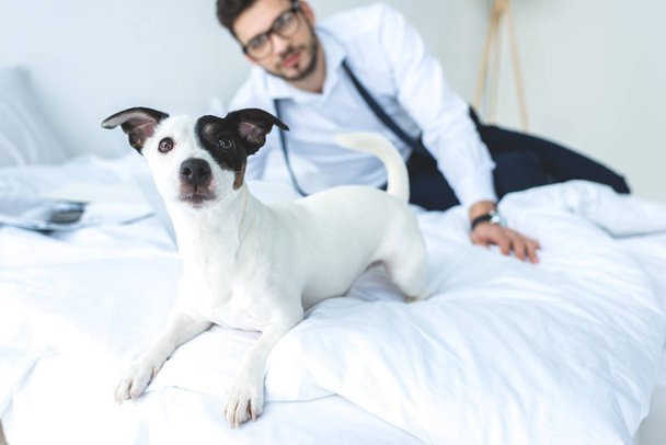 divertido jack russell terrier perro acostado en la cama con el hombre detrás
 - Foto, imagen