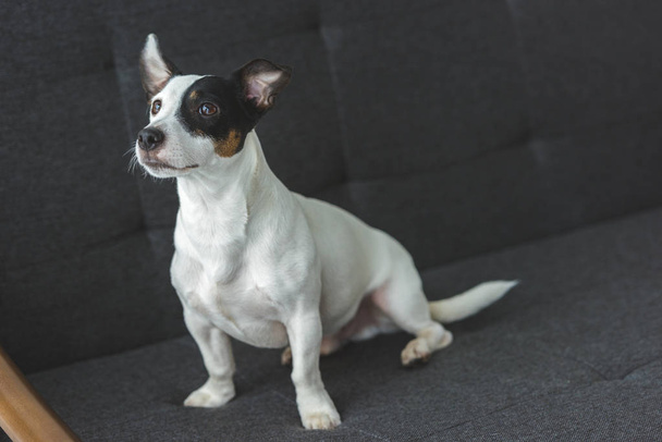 divertido jack russell terrier perro sentado en sofá en casa
 - Foto, imagen