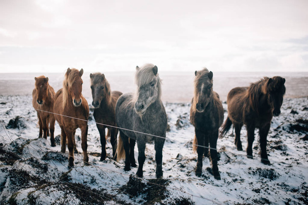A herd of free-roaming Icelandic horses in the wintertime - Photo, image