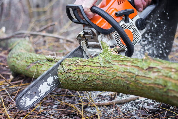 a man with a chainsaw sawing a log, clearing a forest, harvestin - Photo, Image