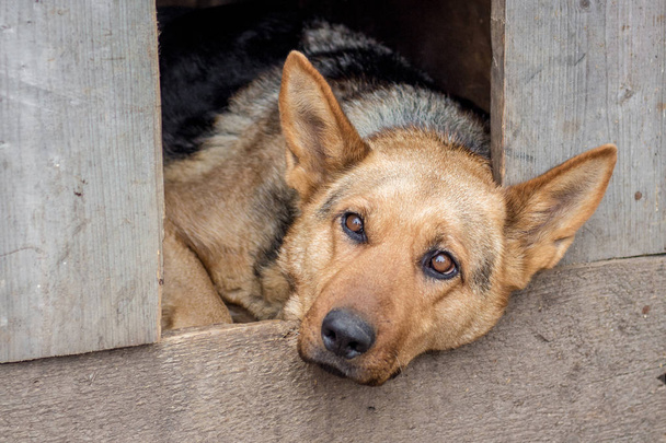 in the dog's kennel lies a sad dog, he guards the farm_ - Fotó, kép