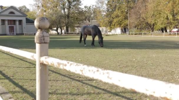 灰色の馬ドリー ショット - 映像、動画