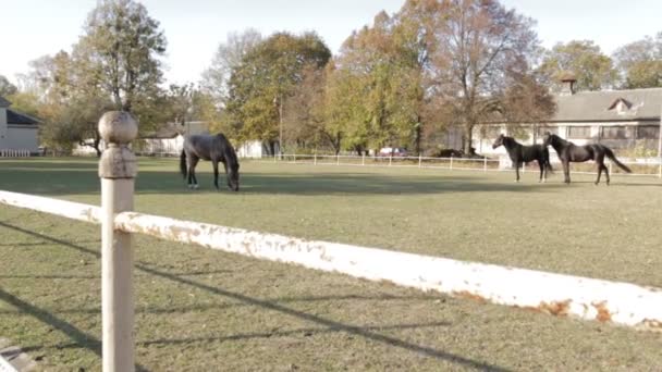 Os cavalos dolly shot
 - Filmagem, Vídeo