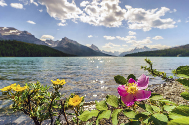 Blooming wild rose and yellow potentilla by Medicine Lake, Canada - Photo, Image