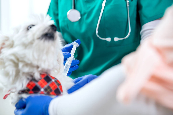 Unrecognizable vet makes an injection to a dog - Zdjęcie, obraz