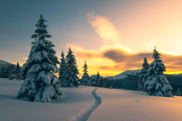 Dramatic wintry scene with snowy trees. - Fotó, kép