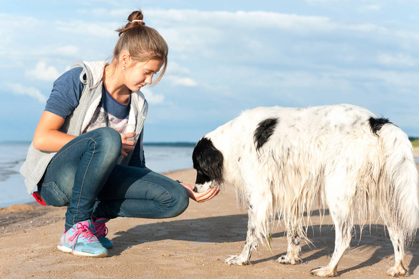 Menina jovem alimentando seu lindo cão na praia de verão
 - Foto, Imagem