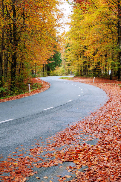 Klikaté lesní cesta v krásných podzimních barvách nedaleko Bohinjského jezera  - Fotografie, Obrázek