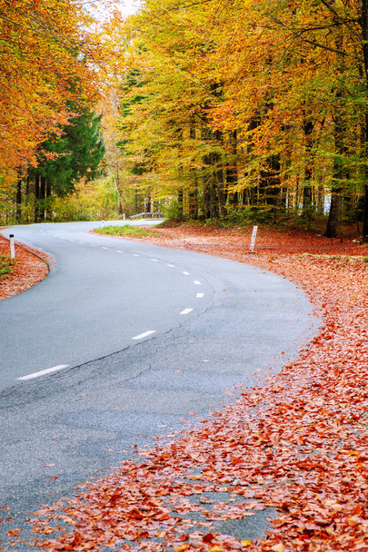 Winding forest road in beautiful autumn colors near Bohinj lake - Photo, Image
