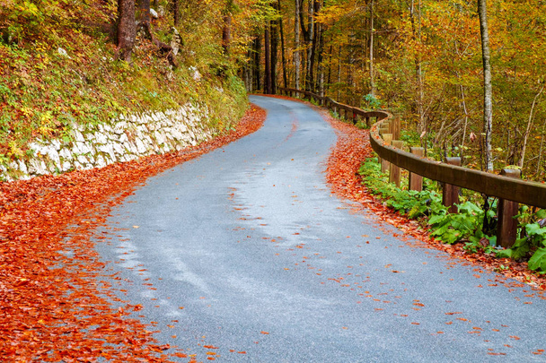 Winding forest road in beautiful autumn colors near Bohinj lake - Photo, Image