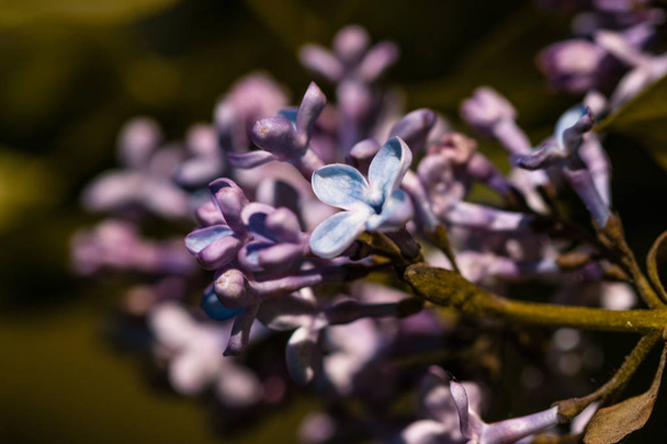Primer plano de flores de color lila en flor
 - Foto, Imagen