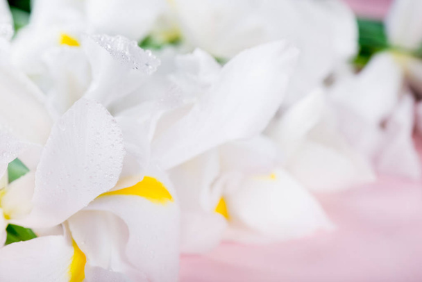 Krásná bílá Iris květy na růžovém pozadí - Fotografie, Obrázek