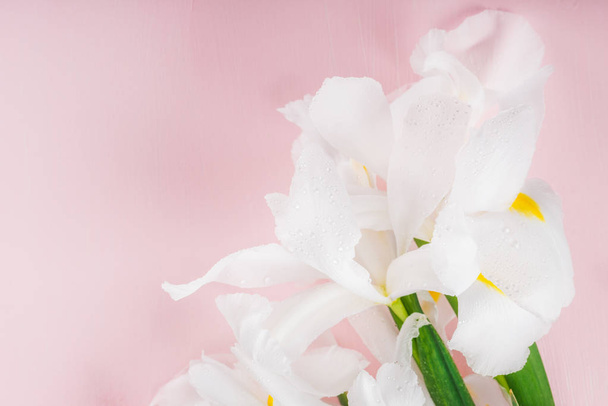 Belles fleurs d'iris blanc sur fond rose
 - Photo, image