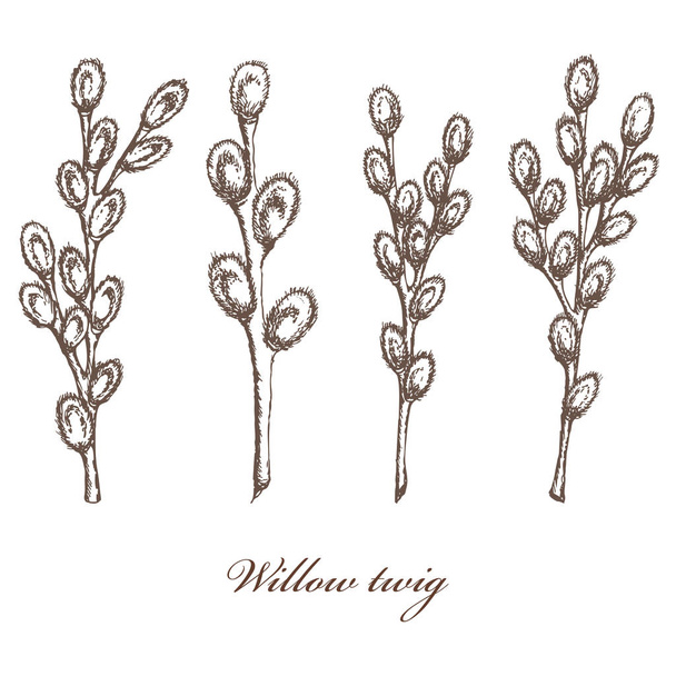 willow branch hand drawn vintage ink sketch vector Botanical illustration. Health and nature collection of medical plants - Vector, Imagen