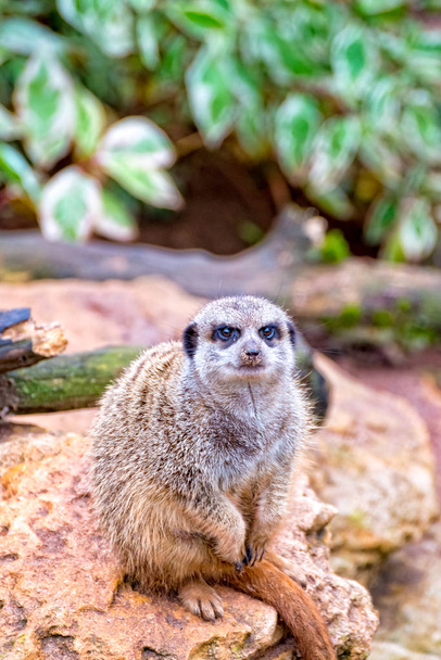 Un petit suricate tient la garde et regarde directement dans la caméra
 - Photo, image