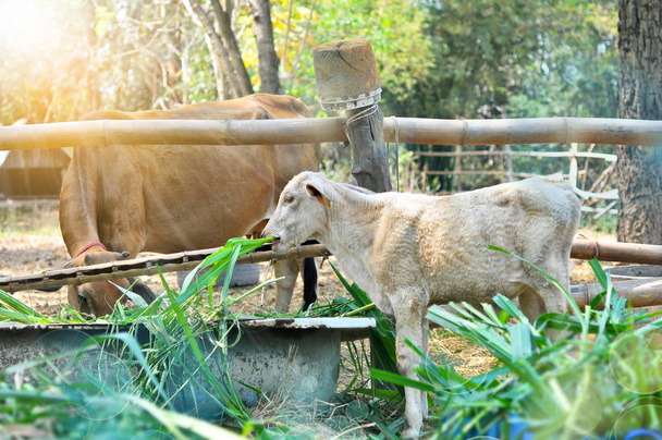 Ternero comiendo hierba con vaca marrón
 - Foto, imagen
