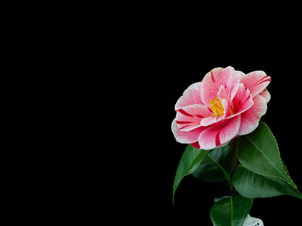 Camellia spring flower on black - Photo, Image