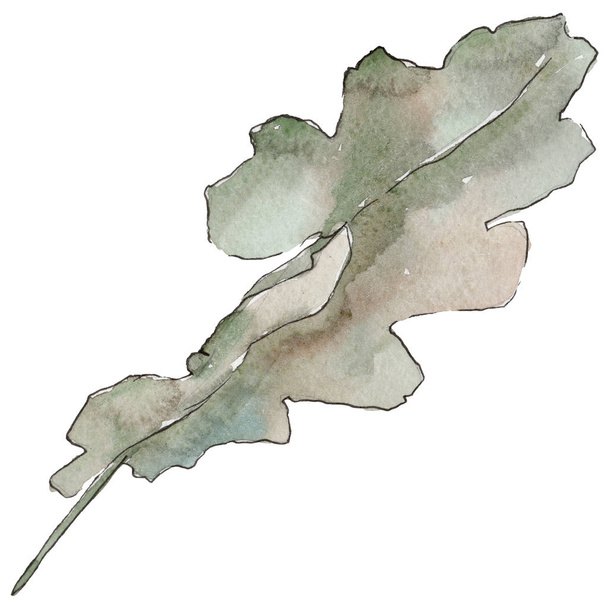 Дубове листя в акварельному стилі ізольовано
. - Фото, зображення