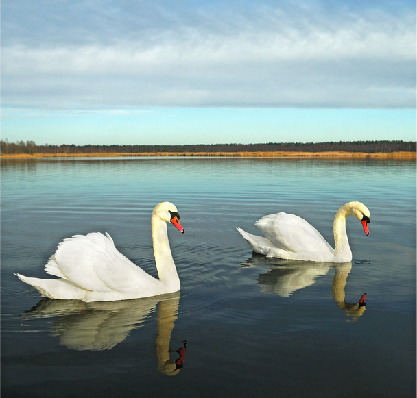 Cisnes blancos sobre el agua
. - Foto, Imagen