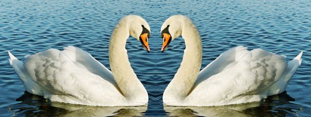 два лебедя на воде
. - Фото, изображение