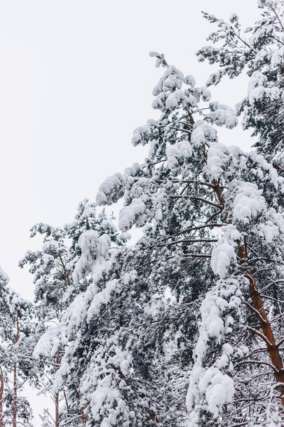 雪の覆いの松の木 - 写真・画像