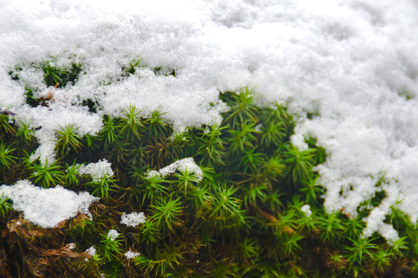 Pflanzen wachsen trotz Schnee in bernkastel, deutschland - Foto, Bild
