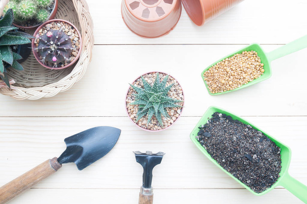 Cactus plants and garden tools on wooden background - Photo, Image