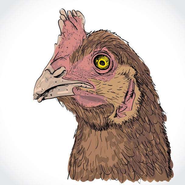 Cabeza de pollo
 - Foto, Imagen