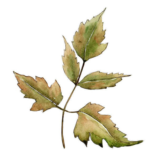 Maple leaves in a watercolor style isolated. - Photo, Image