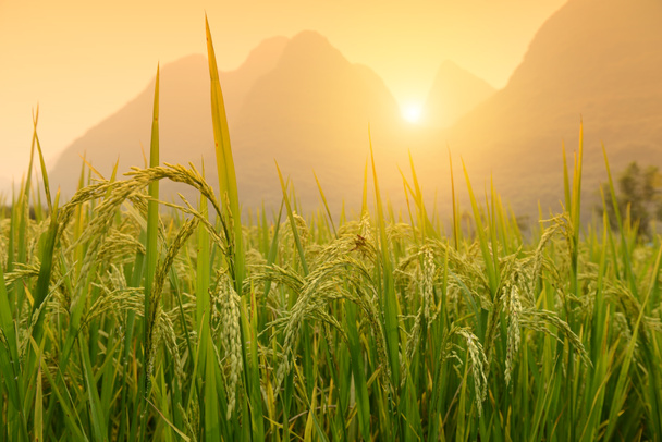 Colheita de arroz paddy
 - Foto, Imagem