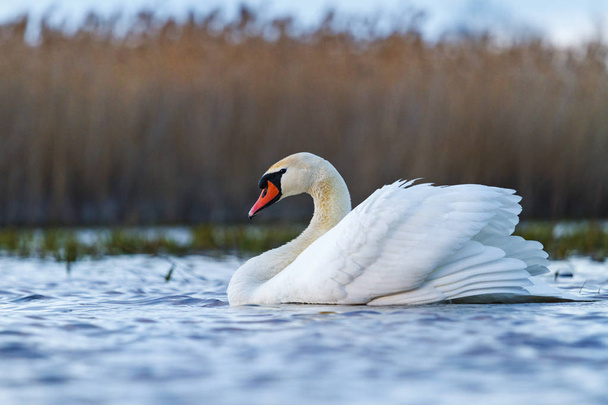 春湖の美しい白い鳥 - 写真・画像