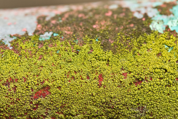 Moss texture - Photo, Image