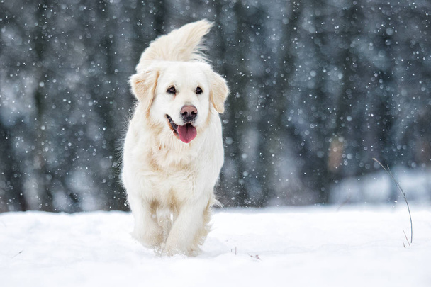 dog outdoors in winter - Фото, изображение