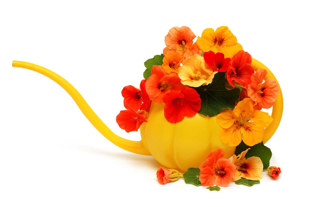 Watering can with nasturtium flowers isolated on white backgroun - Photo, Image