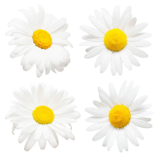 Kreatív százszorszépek virágok gyűjteménye elszigetelt fehér backgro - Fotó, kép