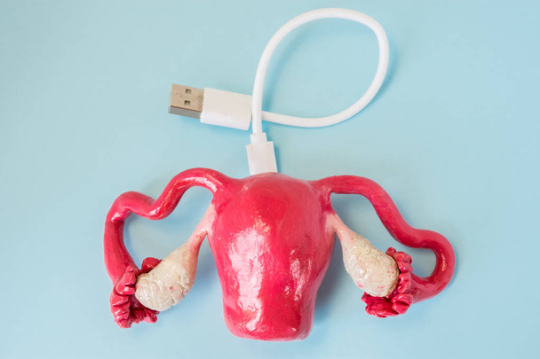 3D shape of uterus with connected by charging cord, cable or for connecting with other devices. Concept of  technology bionic or artificial organ of uterus for treatment or diagnosis diseases - Photo, Image