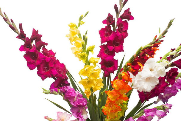 Beautiful bouquet of multicolored gladiolus flowers isolated on  - Photo, Image