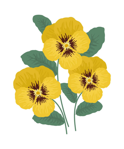 gelbe Stiefmütterchenblüten mit Blättern auf weißem Hintergrund. Vektorillustration. - Vektor, Bild