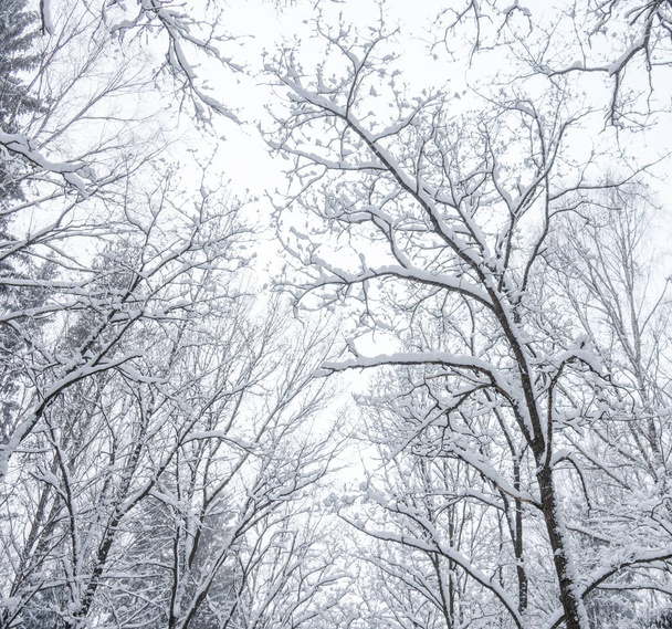 Сніг на деревах в парку після останнього снігу
. - Фото, зображення