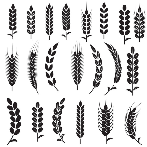 Семена пшеницы изолированы на белом
 - Вектор,изображение