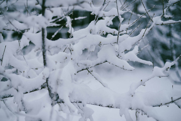 Beautiful winter woods, close up tree brunches covered with snow - Photo, Image