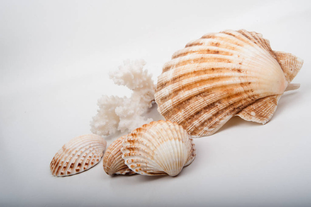 Some seashell close up in white background - Foto, Imagen