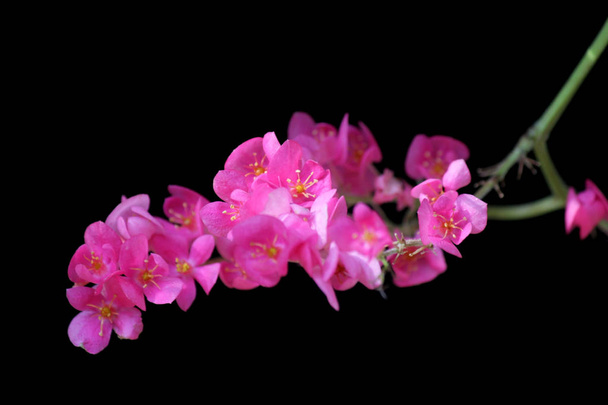 όμορφη ροζ Μεξικού αναρριχητικό φυτό λουλούδι σε μαύρο φόντο - Φωτογραφία, εικόνα