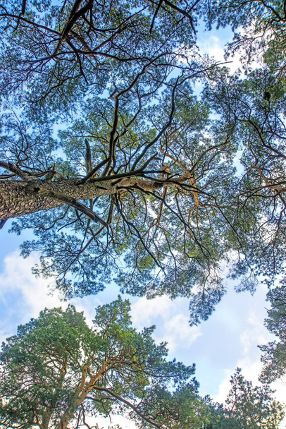 Vista del pino escocés a la cabeza
 - Foto, Imagen