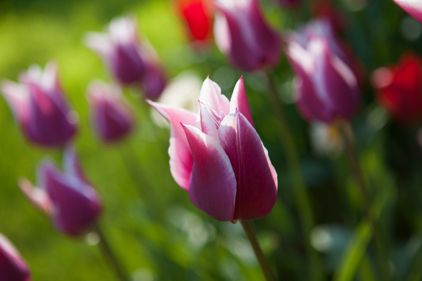 tulipanes púrpura flores
 - Foto, imagen