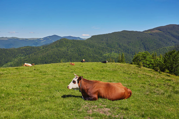rebaño de vacas pastando en la montaña
 - Foto, imagen
