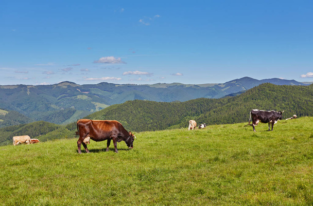 dağda otlayan inekler sürüsü - Fotoğraf, Görsel